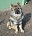 djago (60)
